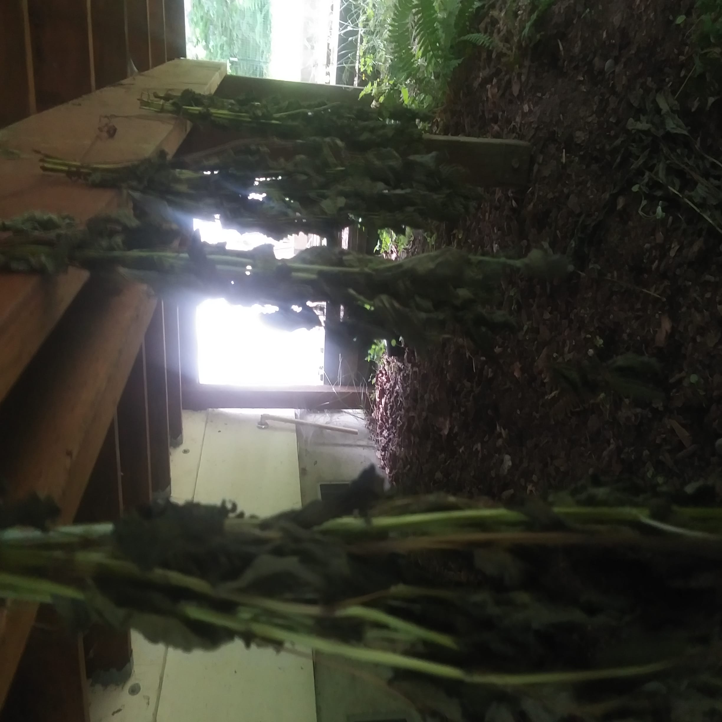 A handfull of bundles of lemon balm hanging under a porch to dry.
