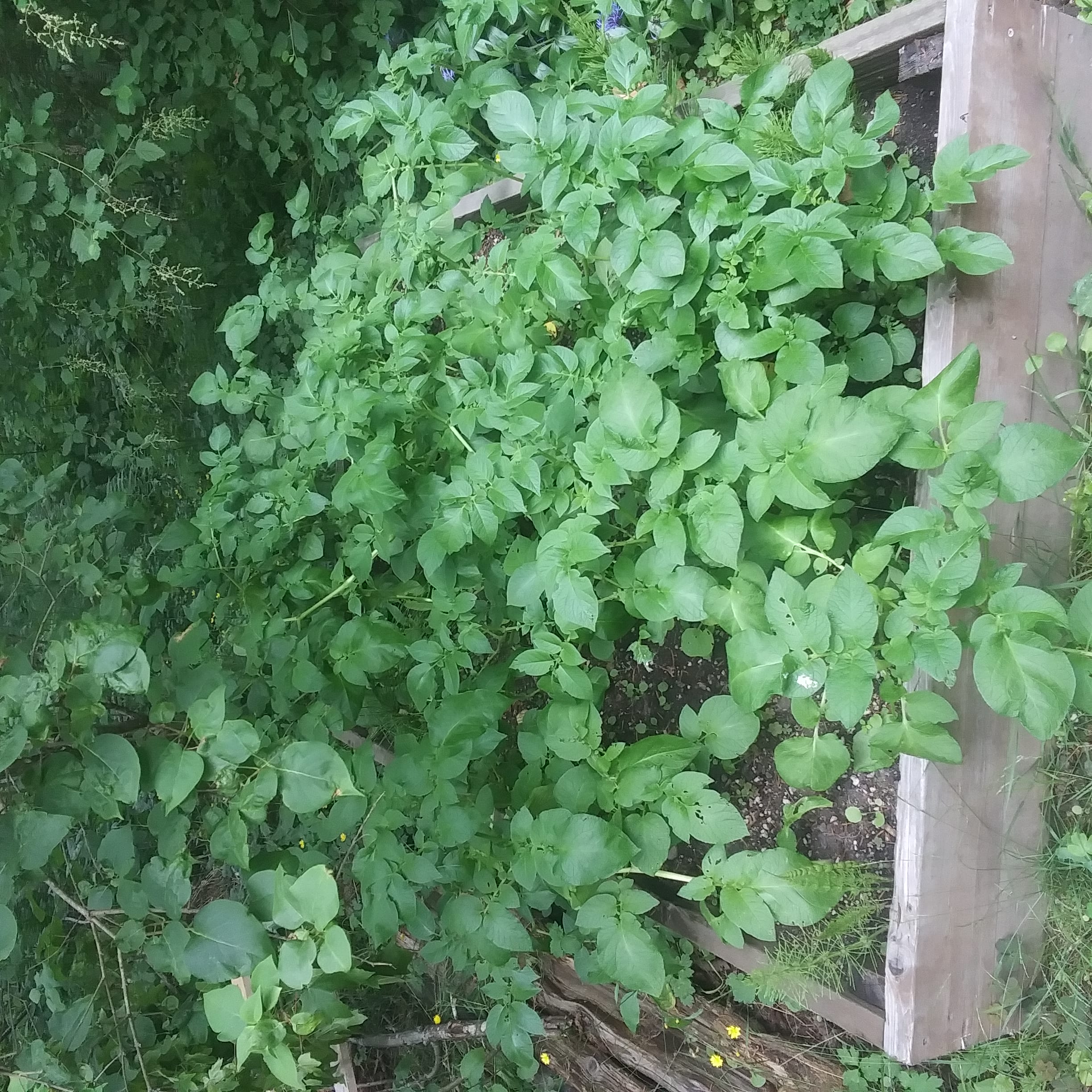 Multiple large potato plants growing in a raised garden bed.